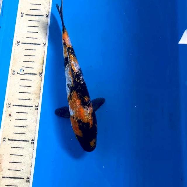 Showa Ginrin, 23 cm