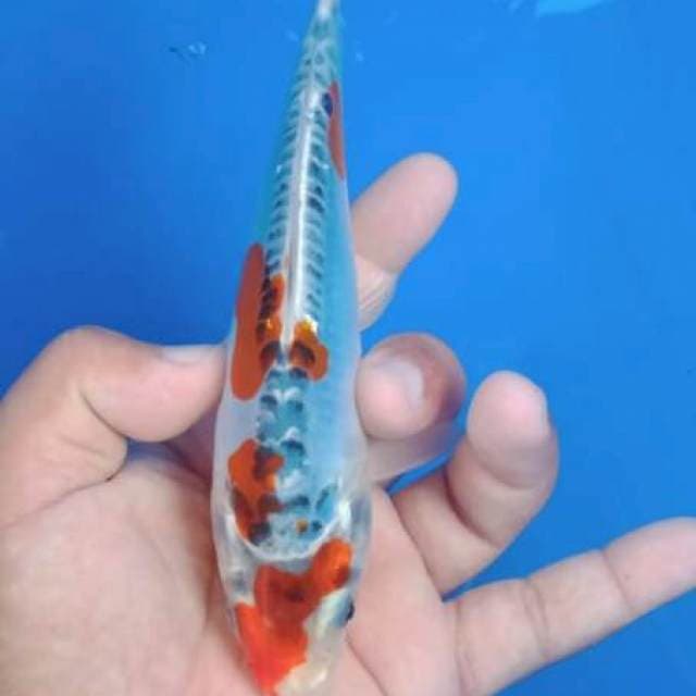 Doit size 22 cm