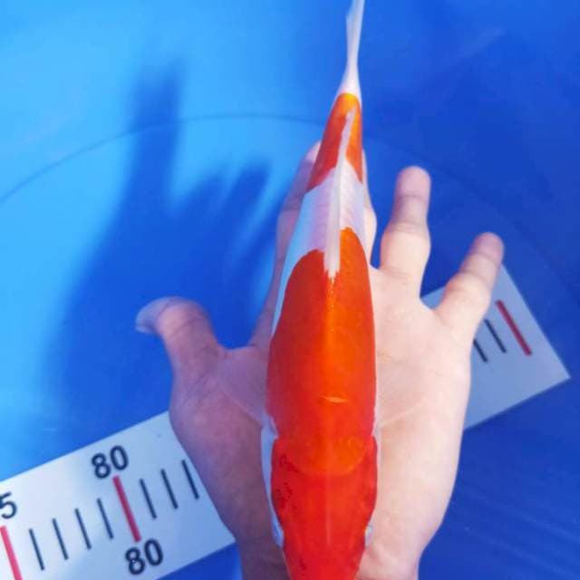 Kohaku Doit (23cm)