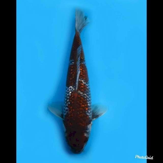 34cm jantan , ochiba full ginrin