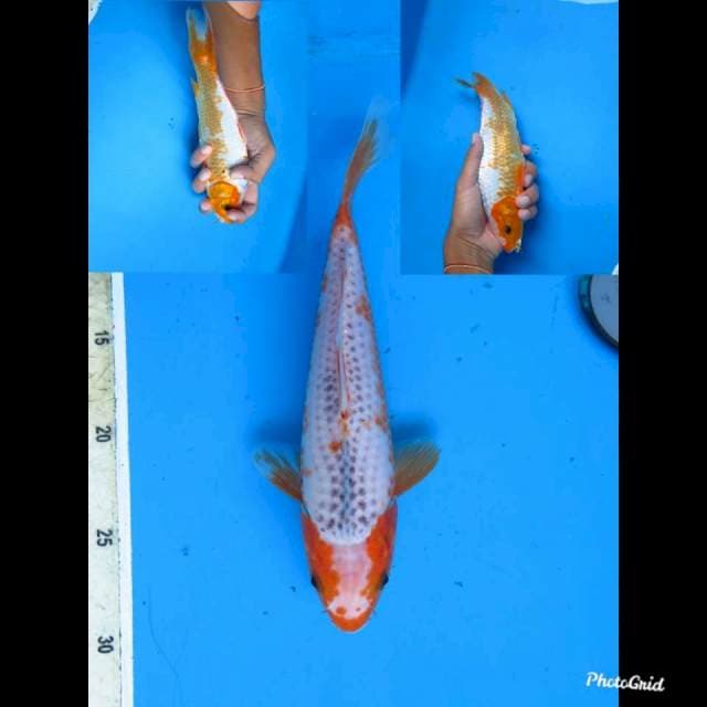 25cm jantan , sakura asagi