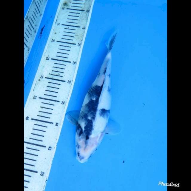 29cm betina , shiro utsuri