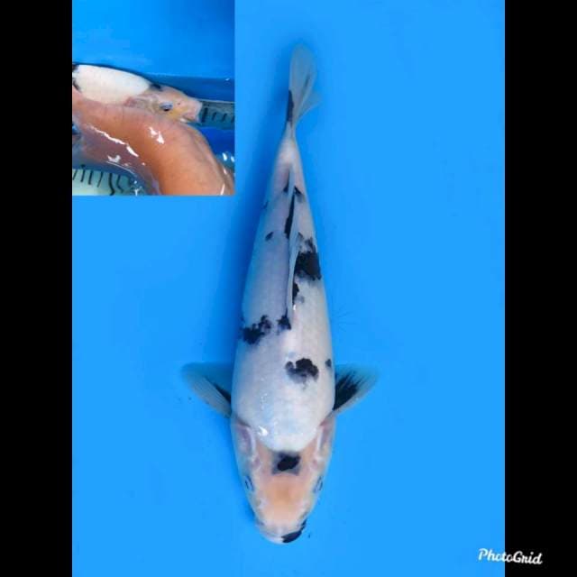 28cm Male , F1 Shiro Sakura Bakat Bulky