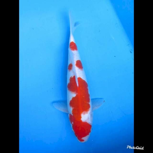 31cm Male , Sandan Kohaku Orignal