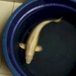 PLATINUM OGON  45cm import MARUSEI