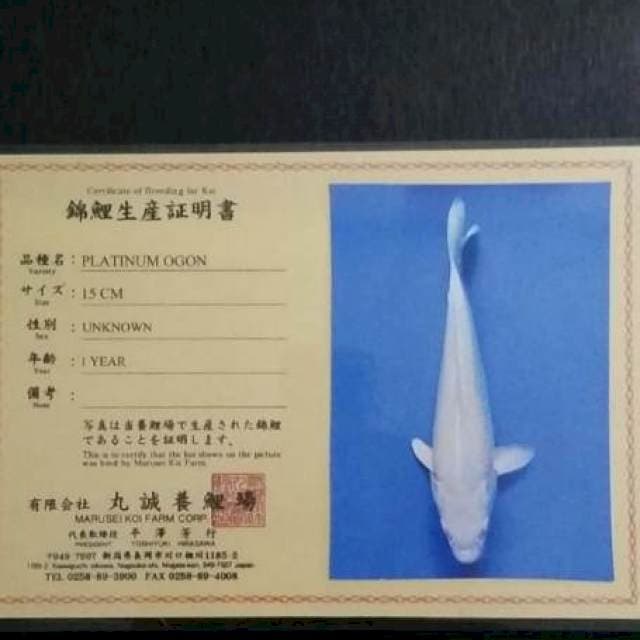 PLATINUM OGON 45cm import MARUSEI