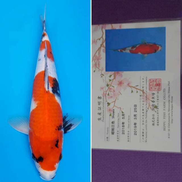 beppu showa 45cm serti