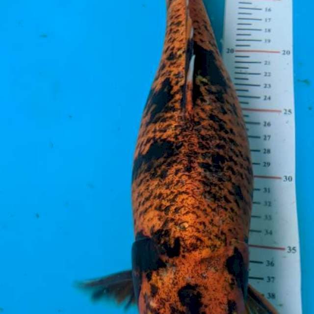 Khawarimono 39cm