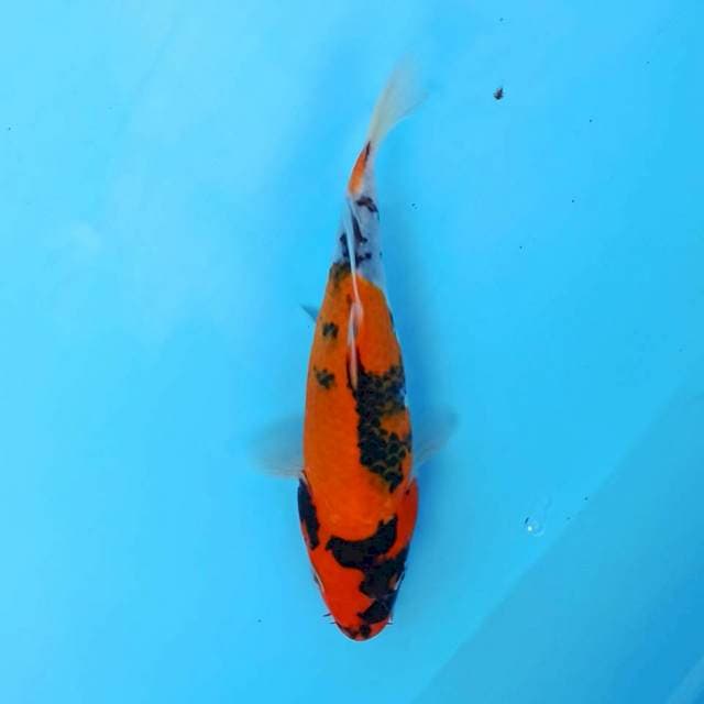 Showa 18 cm