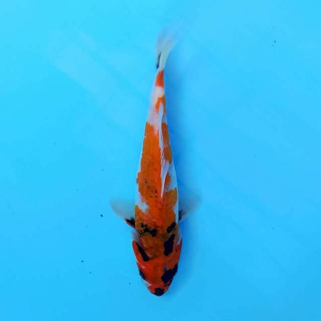 Showa 18 cm