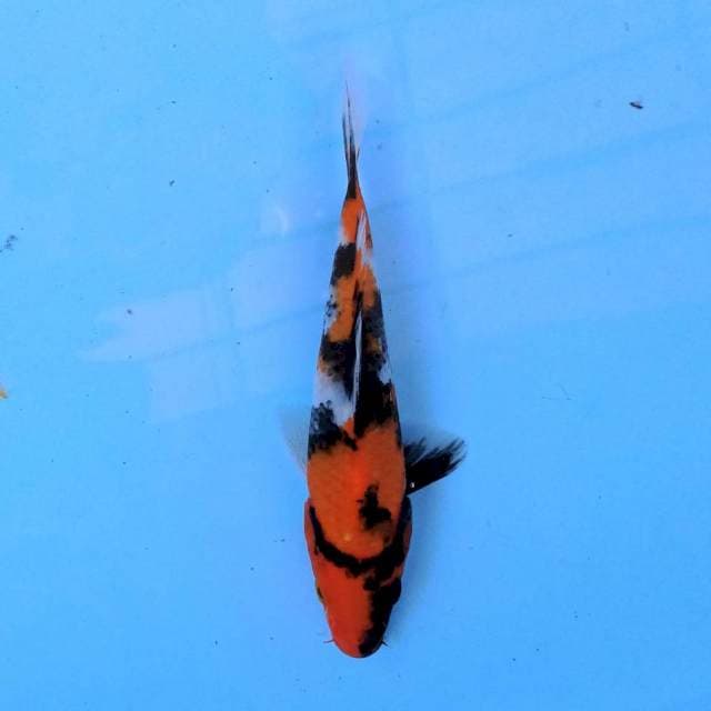 Showa 17 cm
