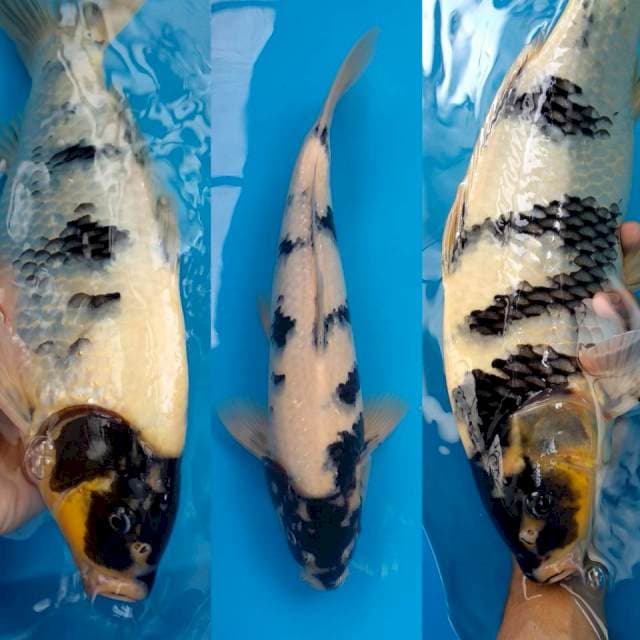 Maruyama bloodline
