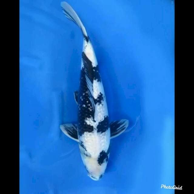 50cm Male , Jumbo Shiro Full Ginrin