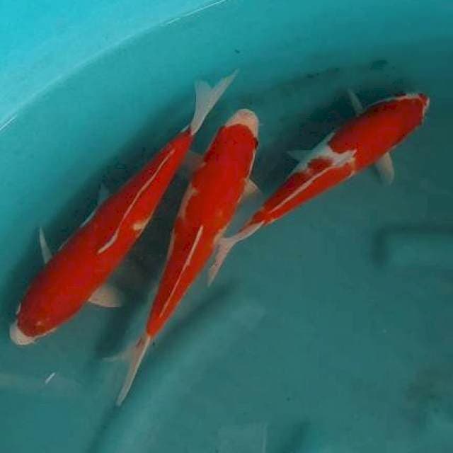 ORIGINAL KOHAKU 24 25 28CM