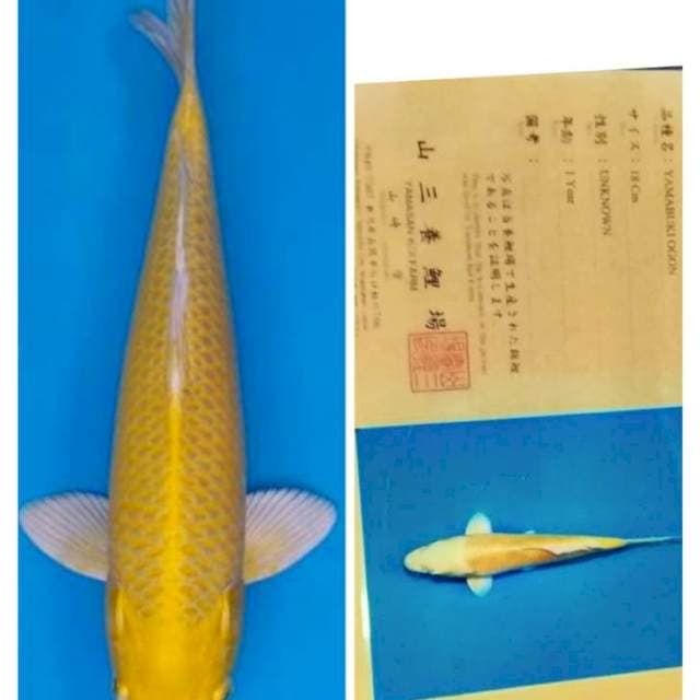 Yamabugi ogon yamasan