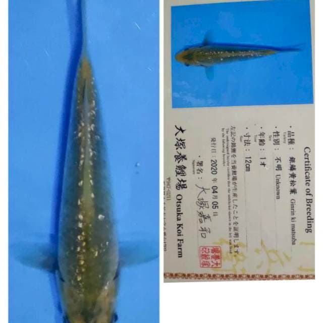 Chagoi ginrin otsuka