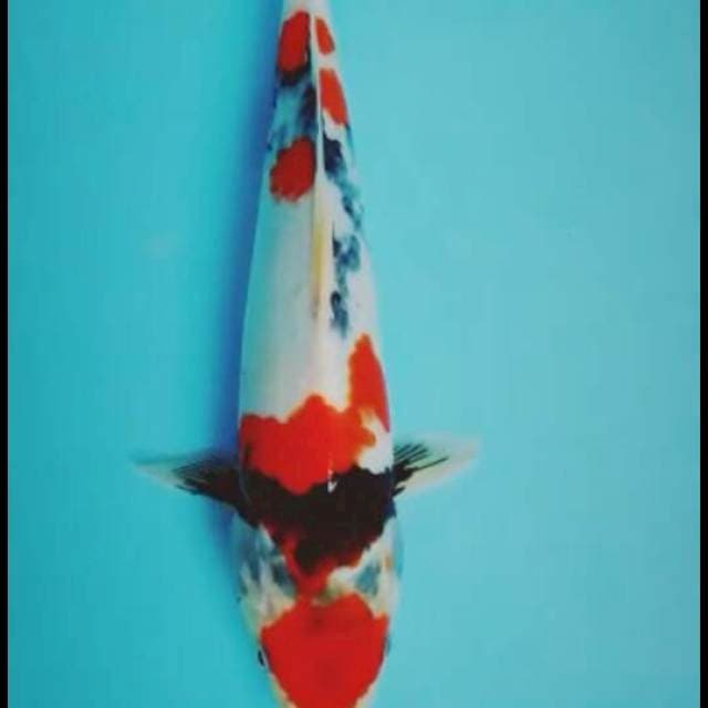 Showa 30cm