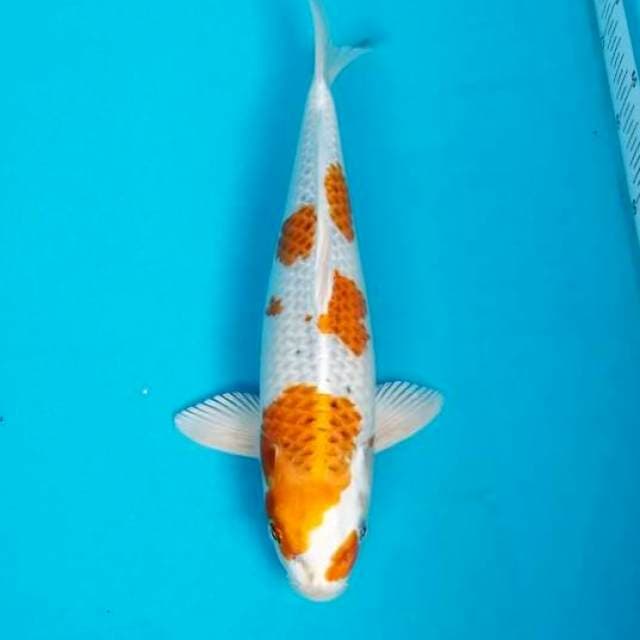 KUJAKU 33 CM MALE