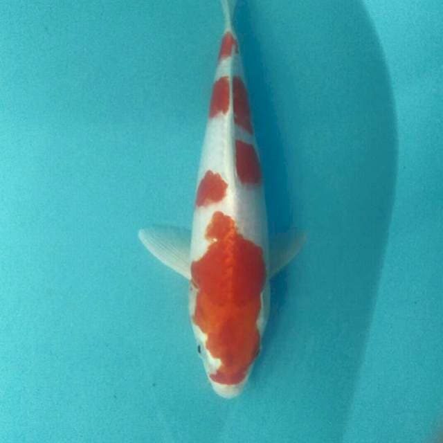 Sakura Ogon, male 34 cm