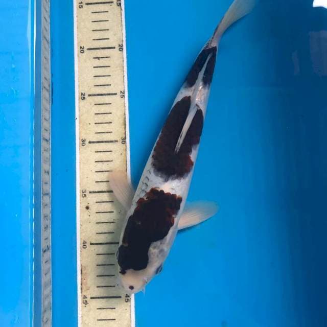 Budo Goromo, 32 cm