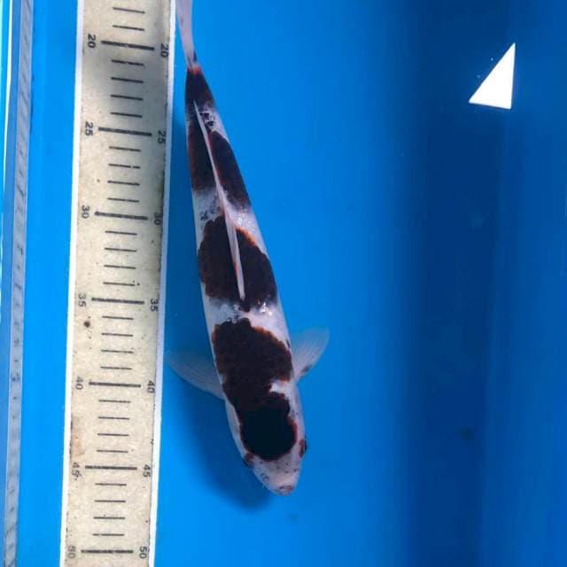 Budo Goromo, 31 cm