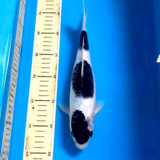 Budo Goromo, 29 cm