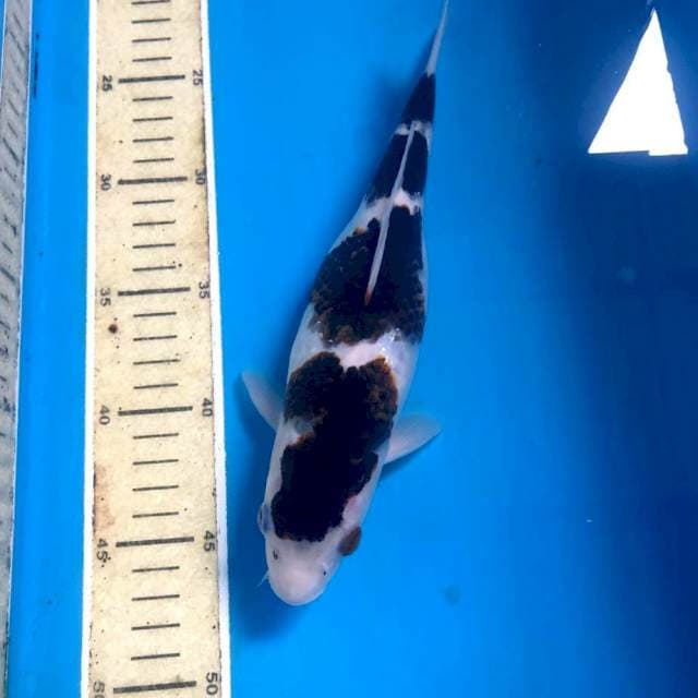 Budo Goromo, 26 cm