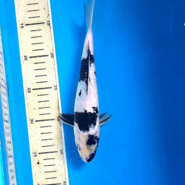 Shiro Ginrin, 24 cm