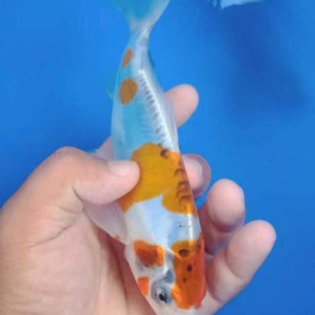 Doit size 20 cm