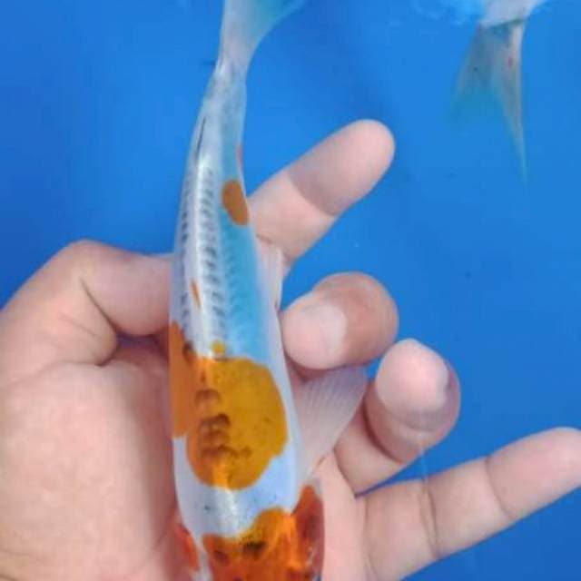 Doit size 20 cm
