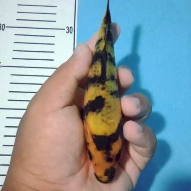 Ki utsuri 18 cm