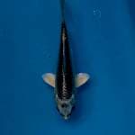 Gin matsuba 15cm ready