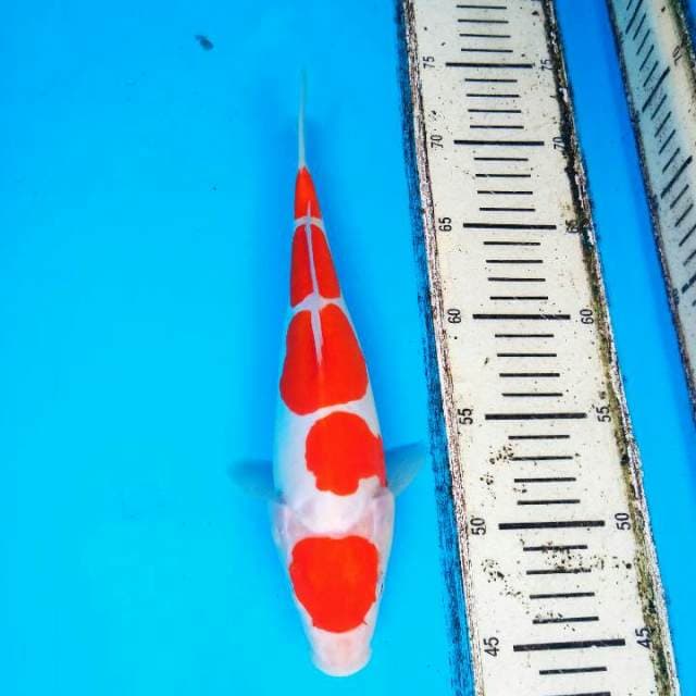 MARUTEN KOHAKU DOITSU