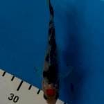 THANCO SHOWA 12CM 
