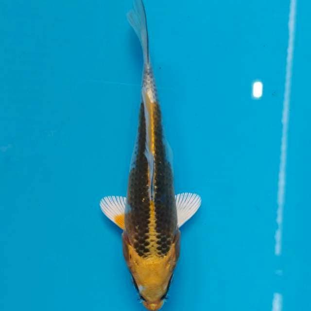 KUJAKU 15CM ready
