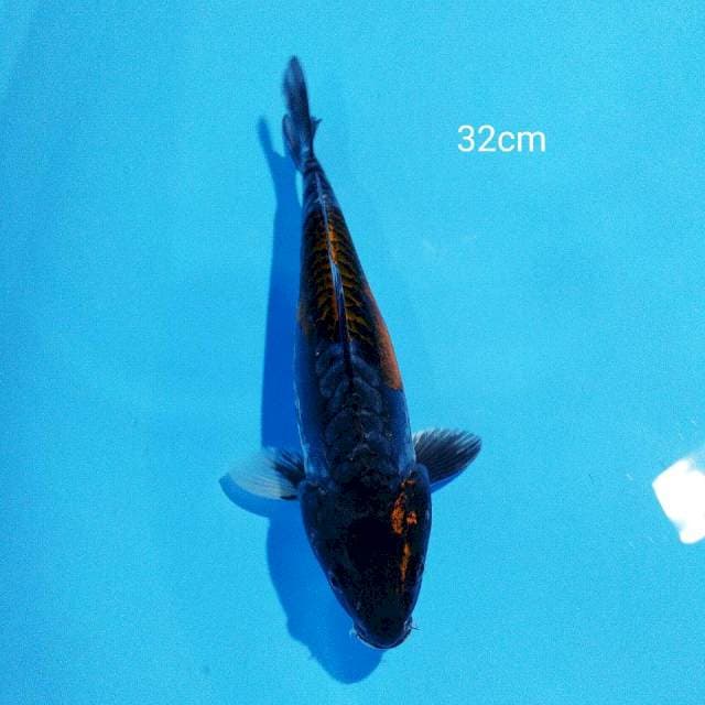 kin kiko 32cm