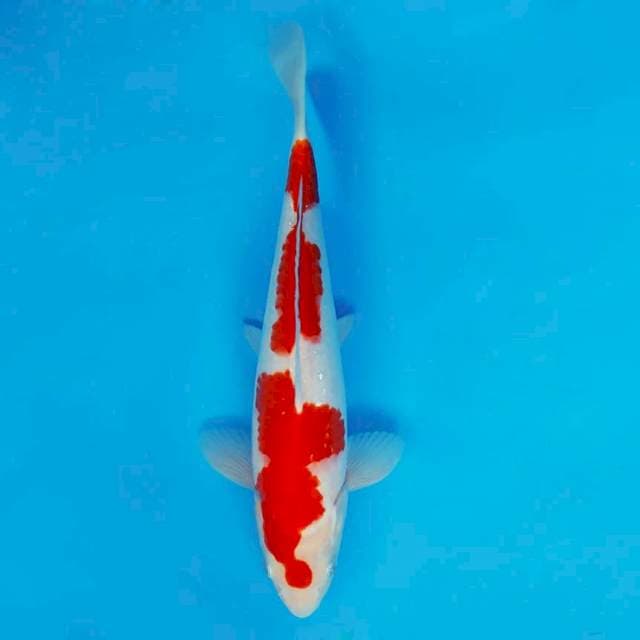 ASAHI 13 ~ KOHAKU ™
