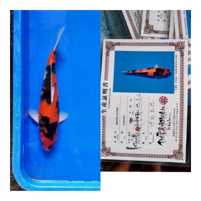 Showa ISA koi farm