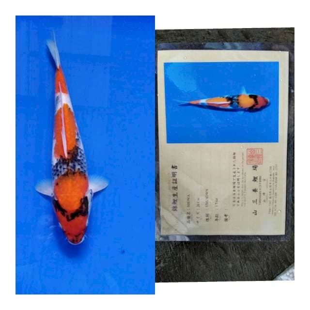 Showa YAMASAN koi FARM
