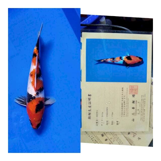 Showa YAMASAN koi farm