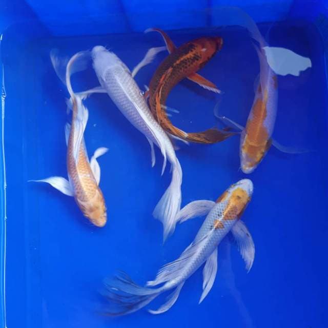 Kumpai spesial mix