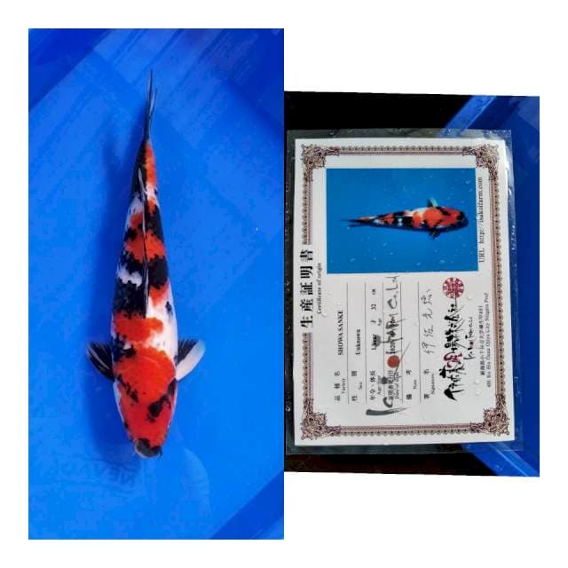 Showa ISA koi farm