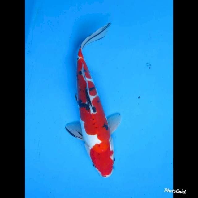 28cm Male , Strong Diutsu Murni