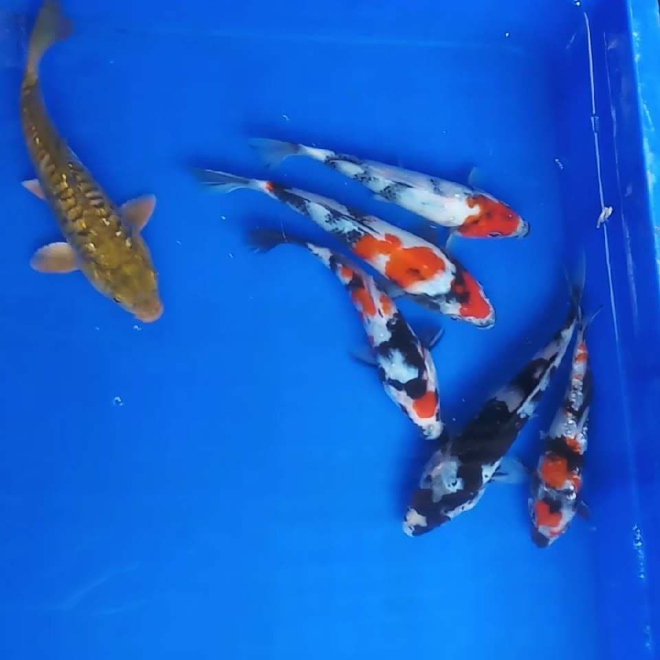 Mix koi