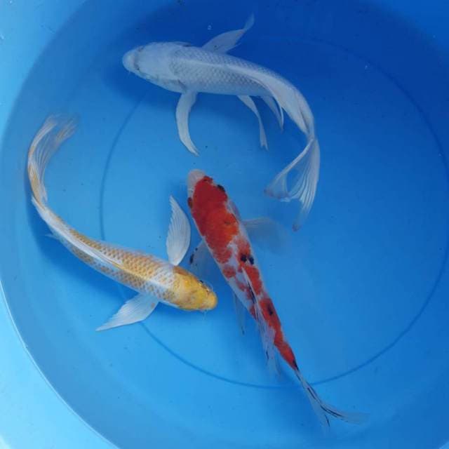 Kumpai trio spesial