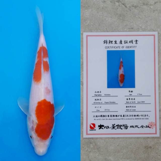 dainichi kohaku 23cm