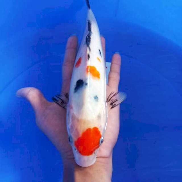 Maruten showa 27cm