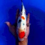 Maruten showa 27cm