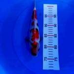 Sanke 25cm
