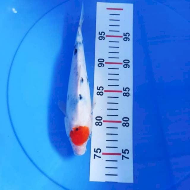 Tancho sanke 24cm